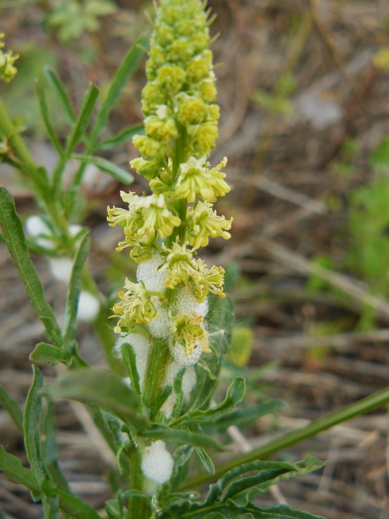 Reseda lutea